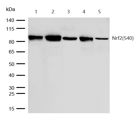 Nrf2(Phospho-Ser40) Rabbit mAb