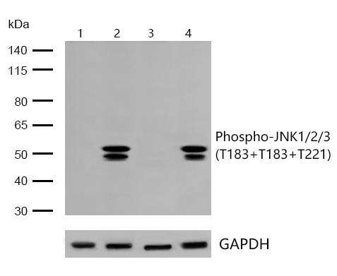 JNK1/2/3(Phospho-T183/T183/T221) Rabbit mAb