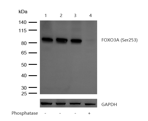 FOXO3a(Phospho-S253) Rabbit mAb