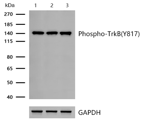 TrkB(Phospho-Y817) Rabbit mAb