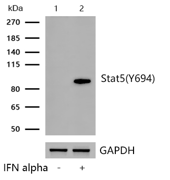 Stat5(Phospho-Y694) Rabbit mAb