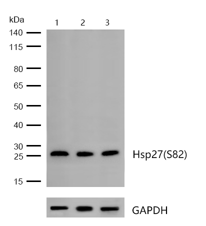 Hsp27(Phospho-S82) Rabbit mAb