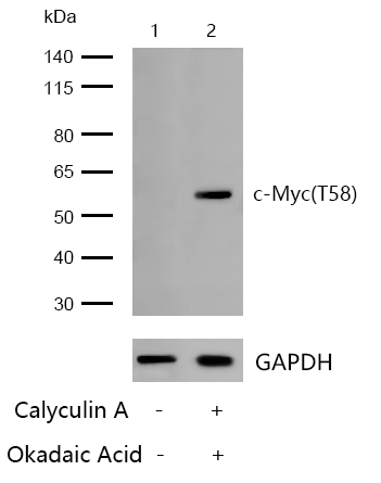 c-Myc(Phospho-T58) Rabbit mAb