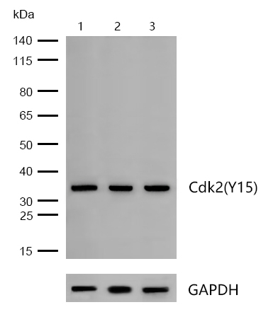 Cdk2(Phospho-Y15) Rabbit mAb