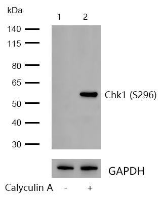 Chk1 (Phospho-S296) Rabbit mAb