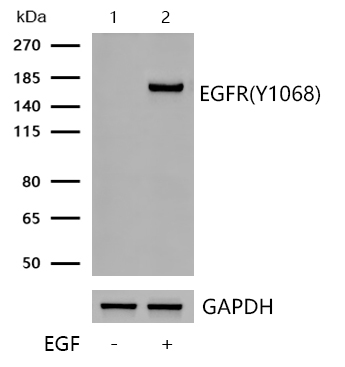 EGFR(Phospho-Y1068) Rabbit mAb