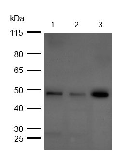Cyclin E1(Phospho-T77) Rabbit mAb
