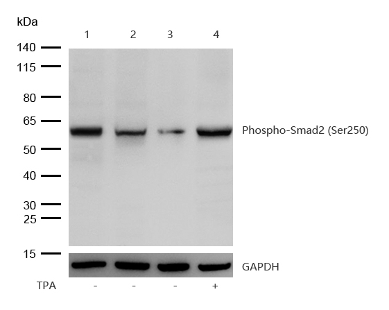 Smad2 (Phospho-S250) Rabbit mAb