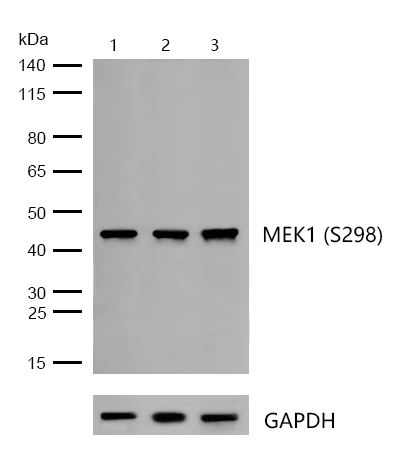 MEK1 (Phospho-S298) Rabbit mAb