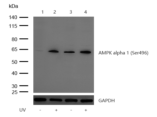 AMPK alpha 1 (Phospho-S496) Rabbit mAb