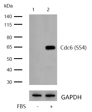 Cdc6 (Phospho-S54) Rabbit mAb