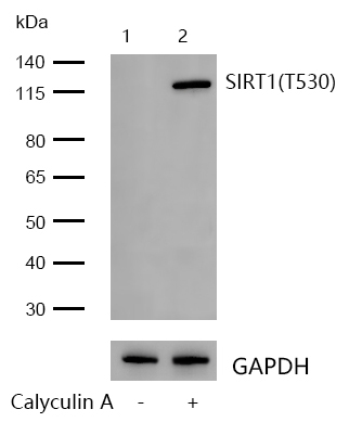SIRT1(Phospho-T530) Rabbit mAb
