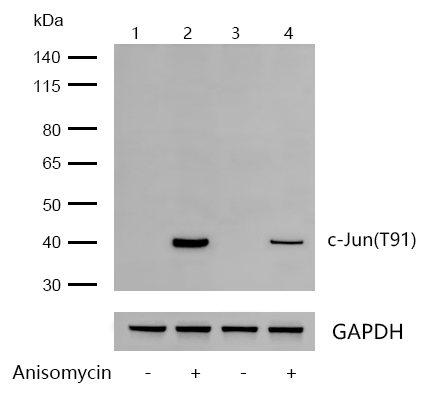c-Jun(Phospho-T91) Rabbit mAb