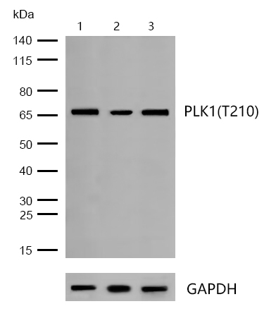 PLK1(Phospho-T210) Rabbit mAb