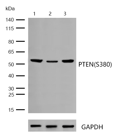 PTEN(Phospho-S380) Rabbit mAb