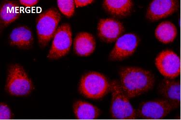 SHIP(Phospho-Y1020) Rabbit mAb