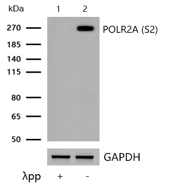 POLR2A (Phospho-S2) Rabbit mAb