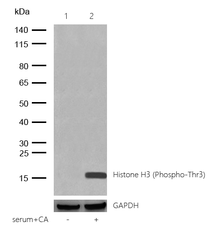 Histone H3 (Phospho-Thr3) Rabbit mAb
