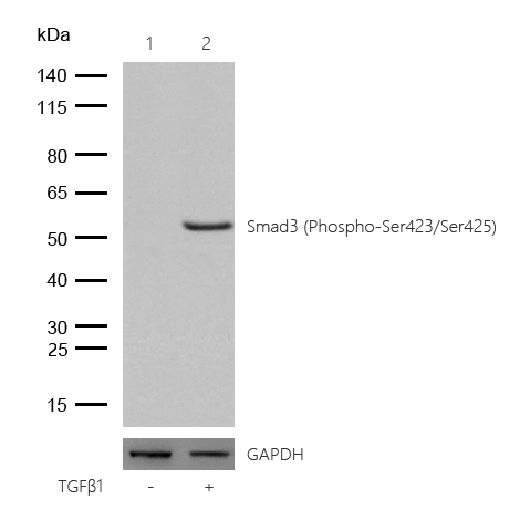 Smad3 (Phospho-Ser423/Ser425) Rabbit mAb