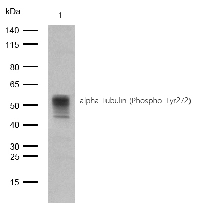 alpha Tubulin (Phospho-Tyr272) Rabbit mAb