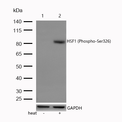 HSF1 (Phospho-Ser326) Rabbit mAb