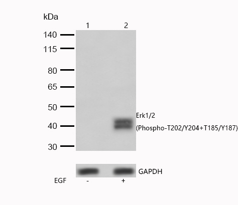 Erk1/2(Phospho-T202/Y204+T185/Y187) Rabbit mAb