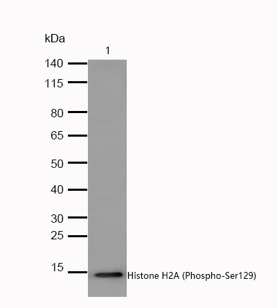 Histone H2A (Phospho-Ser129) Rabbit mAb