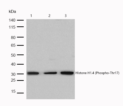 Histone H1.4 (Phospho-Thr17) Rabbit mAb