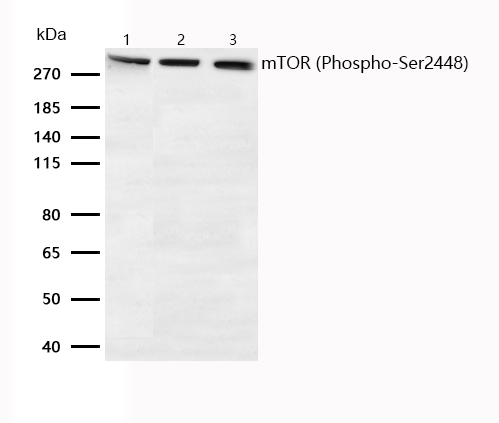 mTOR (Phospho-Ser2448) Rabbit mAb