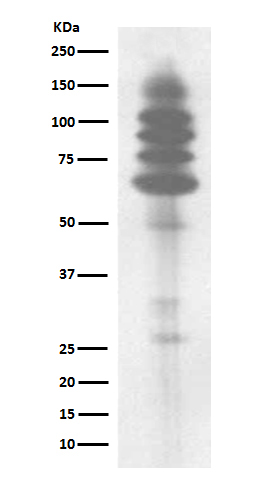 Phosphotyrosine Rabbit mAb