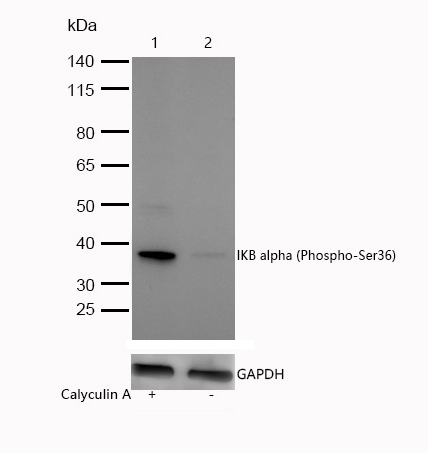IKB alpha (Phospho-Ser36) Rabbit mAb