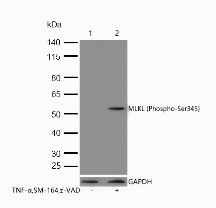MLKL (Phospho-Ser345) Rabbit mAb
