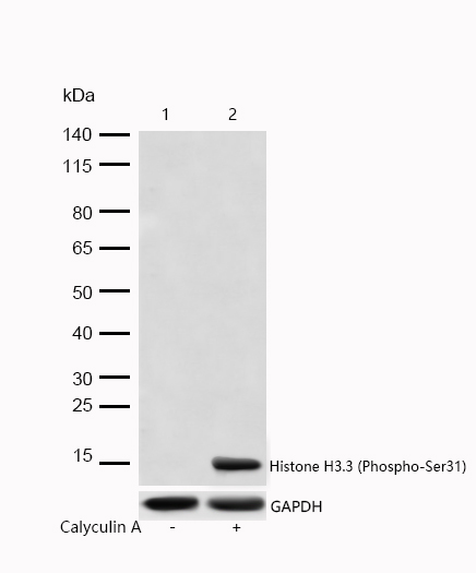 Histone H3.3 (Phospho-Ser31) Rabbit mAb
