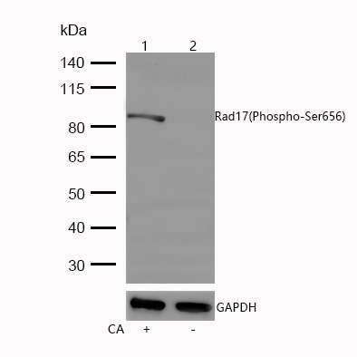 Rad17(Phospho-Ser656) Rabbit mAb