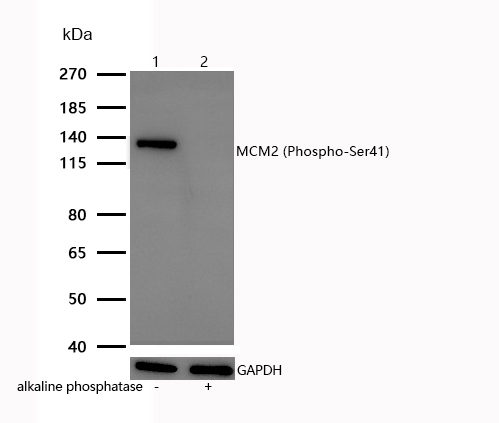MCM2 (Phospho-Ser41) Rabbit mAb