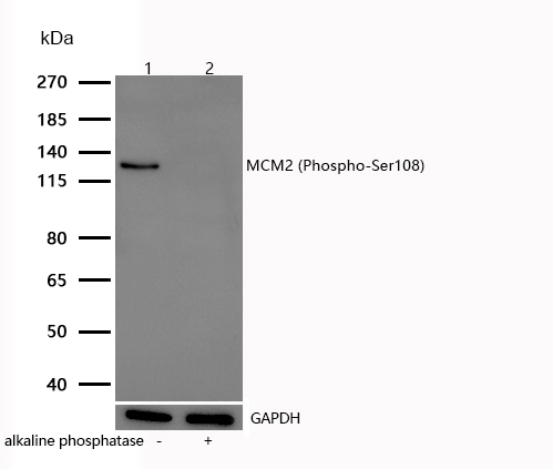 MCM2 (Phospho-Ser108) Rabbit mAb