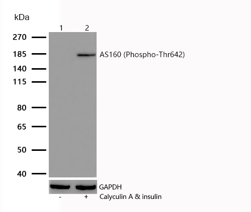 AS160 (Phospho-Thr642) Rabbit mAb