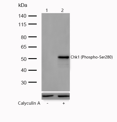 Chk1 (Phospho-Ser280) Rabbit mAb