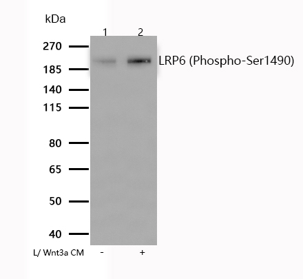 LRP6 (Phospho-Ser1490) Rabbit mAb