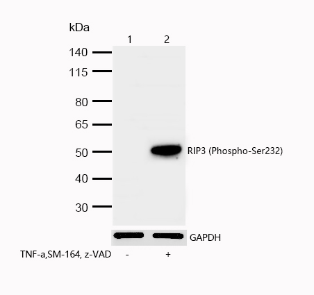 RIP3 (Phospho-Ser232) Rabbit mAb