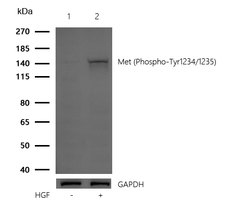 Met (Phospho-Tyr1234/1235) Rabbit mAb