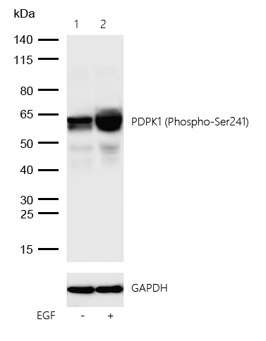 PDPK1 (Phospho-Ser241) Rabbit mAb
