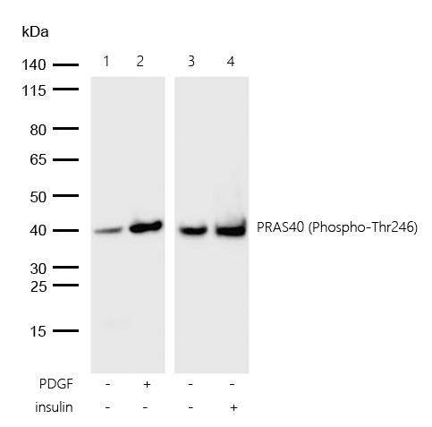 PRAS40 (Phospho-Thr246) Rabbit mAb