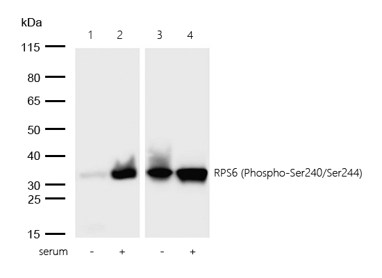 RPS6 (Phospho-Ser240/Ser244) Rabbit mAb