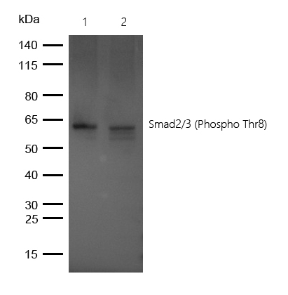 Smad2/3 (Phospho-Thr8) Rabbit mAb