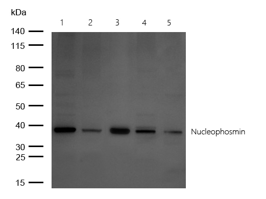 Nucleophosmin Rabbit mAb