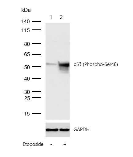 p53 (Phospho-Ser46) Rabbit mAb