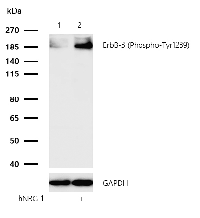 ErbB-3 (Phospho-Tyr1289) Rabbit mAb