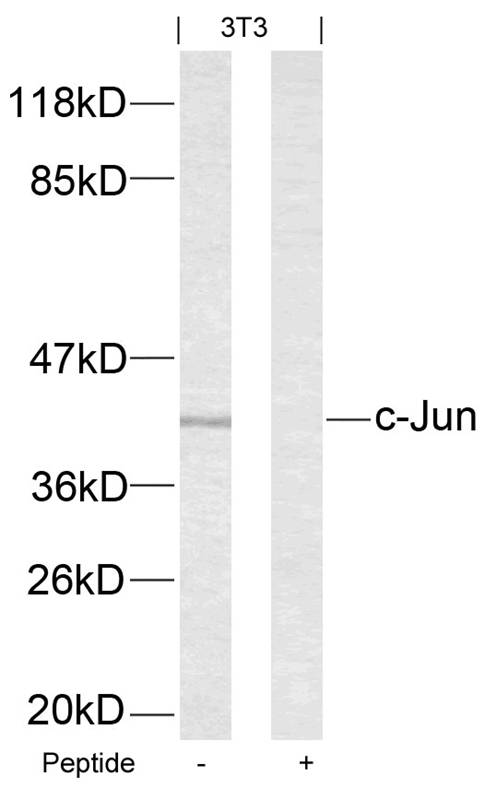 c-Jun (Ab-63) Antibody