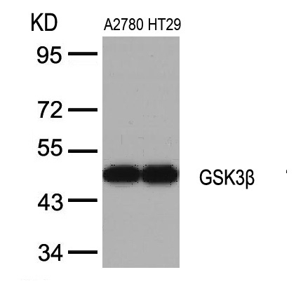 GSK3β (Ab-9) Antibody